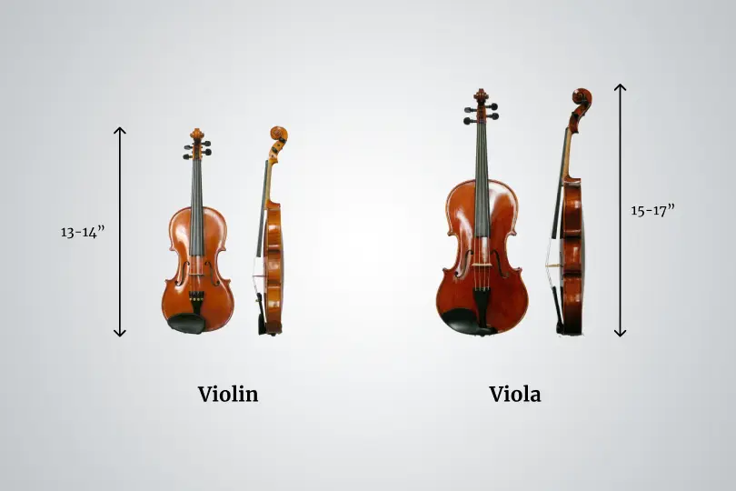 viola